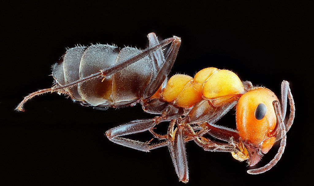 Ant Control service in Manhattan, KS