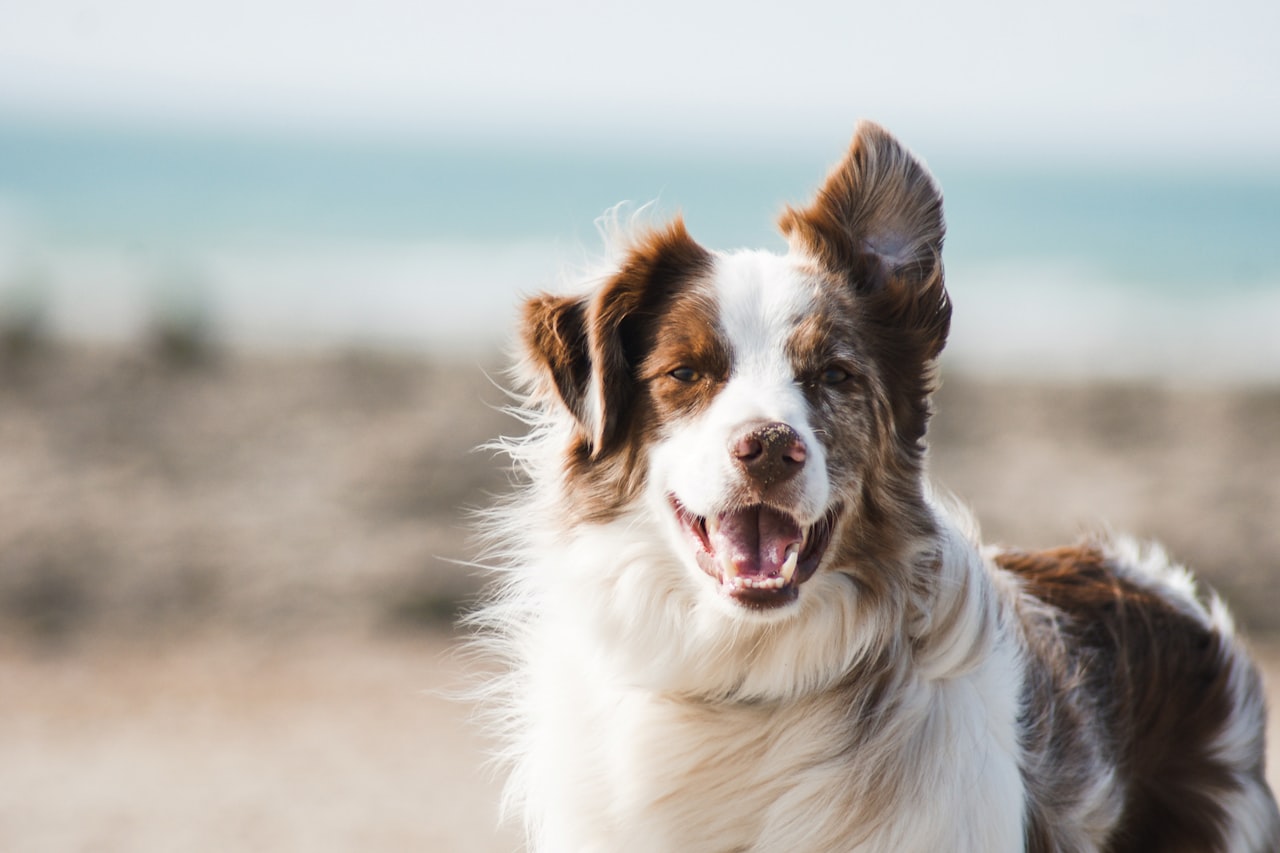 Flea & Tick Control service in Manhattan, KS
