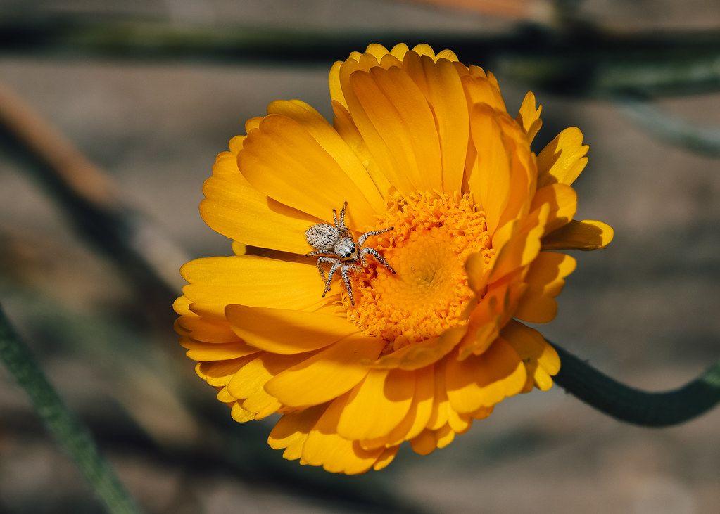 Spider Control service in Manhattan, KS